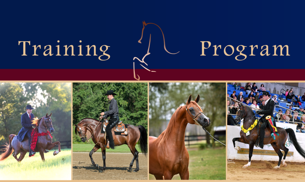 Arabian Horse Training Krohn Show Horses